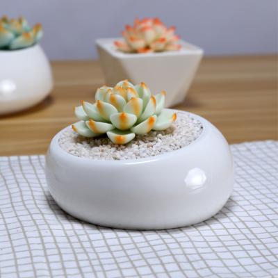 China Mini Wholesale White Korean Small Modern Square Ceramic Succulent Pot for sale