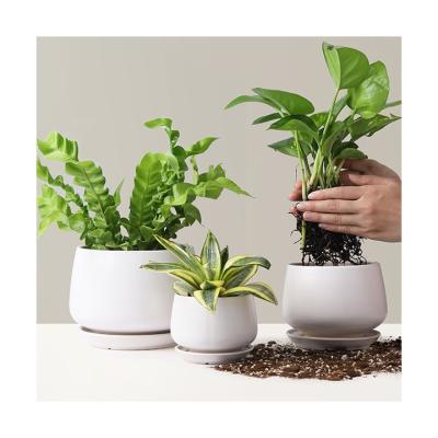 China Europe plants hot selling decorations for home bonsai pot with saucer stone planters for sale