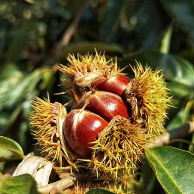 China Factory Price Excellent Fresh Lever Roasted Chestnuts For Sale for sale