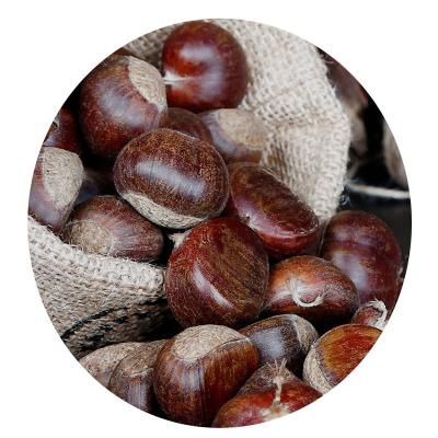 China New promotion cultivation of kernels fresh fresh organic food roasted chestnuts for sale