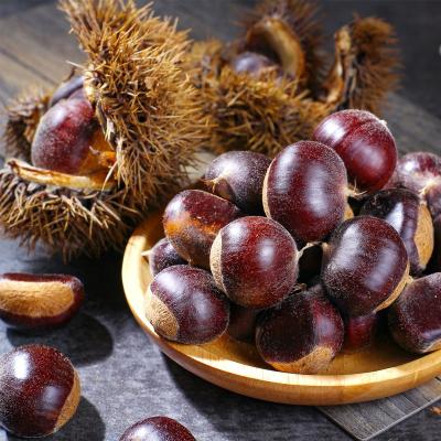 China Wholesale Price Low Fat Chestnut for sale