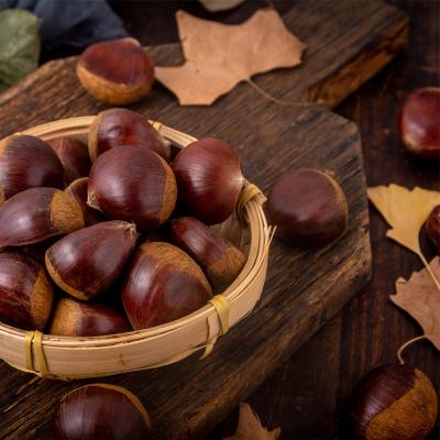 China High quality chestnut snack fresh hot sale fresh delicious chestnut wholesale for sale