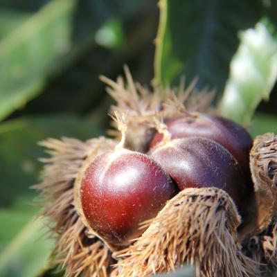 China China Fresh Sweet Chestnut Raw Fresh Bundle for sale