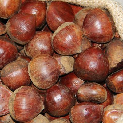 China 2021 Shandong Fresh Chestnut Large Size Fresh New Years for sale