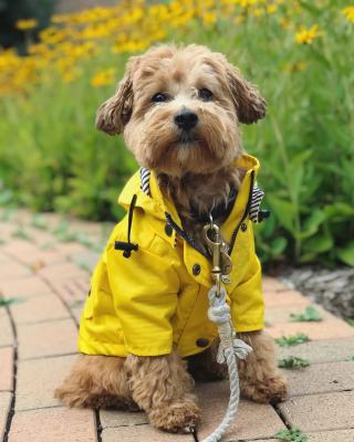 China 2021 Sustainable Ins Fashion Yellow Pet Raincoat Pet Clothes British Retro Dog Stormsuit Apparel For Pet for sale