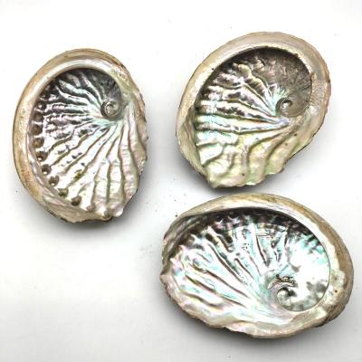 China China Wholesale Popular 11-12cm Cleared Craft Natural Sea Abalone Raw Shell For DIY Home Decoration In Stock for sale