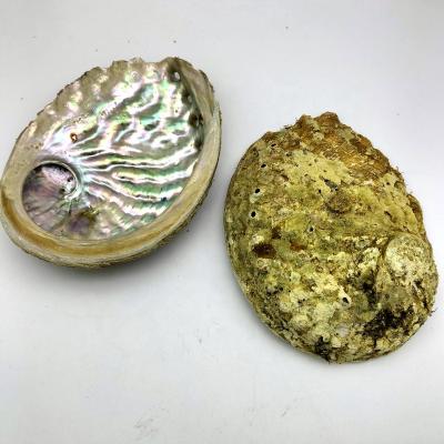 China Wholesale High Quality Natural Raw Clear Sea Abalone Shell 13-15cm From China For Stain Accent Decoration In Stock for sale