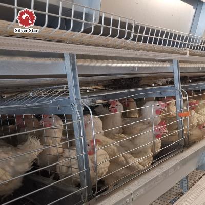 China Layer Guinea Poultry Farm Chicken Cage Project for sale