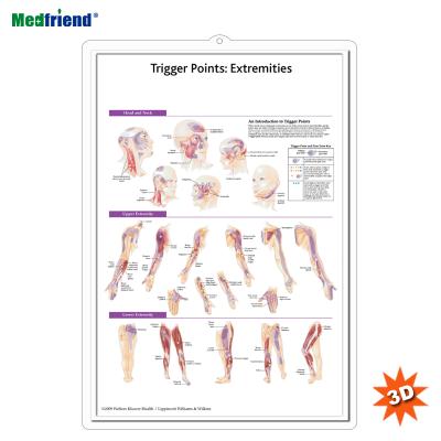 China PVC Material Licensed Educational Plastic Medical Anatomical Chart /Poster - Trigger Wall 3D Points: Extremities for sale