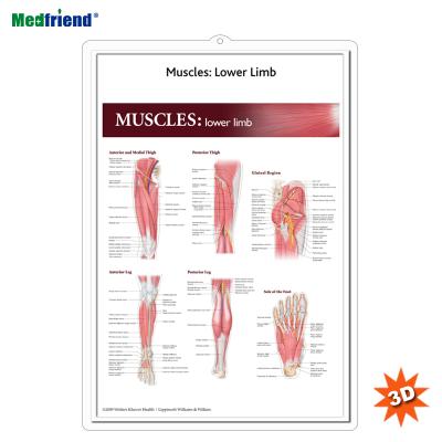 China PVC Material Licensed Educational Plastic 3D Wall Chart /Poster 3D Medical Anatomical Plastic Poster - Muscles: Lower Extremity for sale