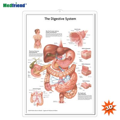 China PVC Material Authorized Educational Plastic Medical Anatomical Chart /Poster - 3D Wall Digestive System for sale