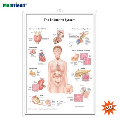 China PVC Material Authorized Educational Plastic Medical Anatomical Chart /Poster - 3D Wall Endocrine System for sale