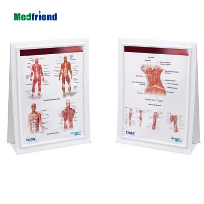 China Double Sided PVC 3D Office Tent Anatomical Chart with Timeline - Subject: Muscles, Many Designs Available for sale