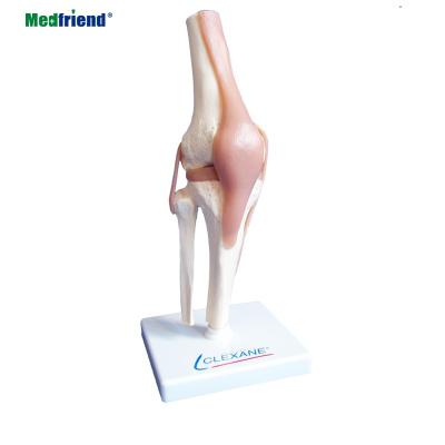 China Patients Care Demonstration Factory Price Life Size Kne Joint Model With Ligaments for sale