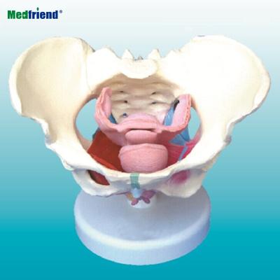 China Patients Care Demonstration Female Pelvic Skeletal Floor Muscles With Removable Organs Model Lab Demonstration Ornament for sale