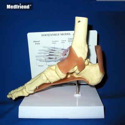 China Patients Care Demonstration Factory Price Life Size Foot Ankle Joint Model With Ligaments for sale