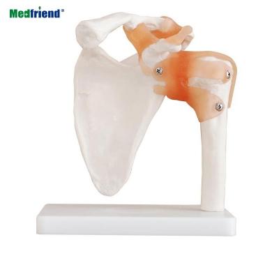 China Patients Care Life Size Demonstration Factory Price Human Shoulder Joint Model for sale