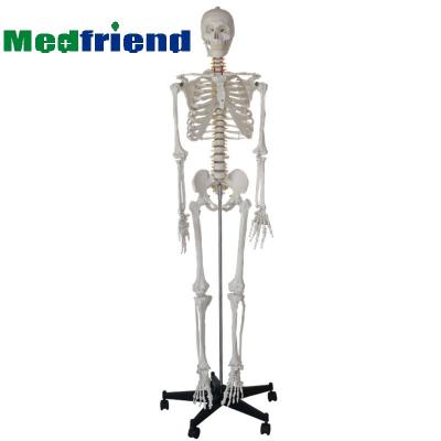 China Patients Care Demonstration Factory Price 170cm / 180cm Skeleton Model For Medical Education for sale