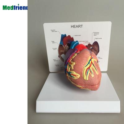 China Patients Care Anatomical Heart Anatomical Life Size Cut Out Demonstration Heart Model for sale