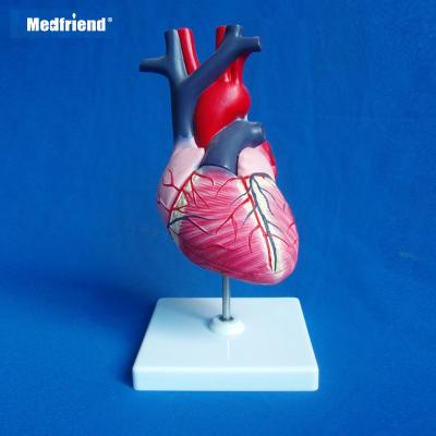 China Patients Care Demonstration 3 Piece Anatomical Heart Cutout Model for sale