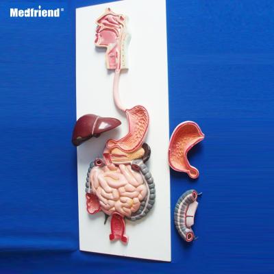 China Patients Care Demonstration Medical Anatomical Human Digestive System Model for sale