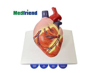 China Patients Care Demonstration Factory Price Canine Dog Heart Model With Slide Cards for sale