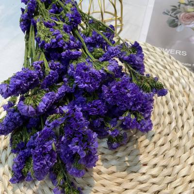 China Fashional Gift Ins Natural Lasting Dried Flower Preserved Forget-Me-Not Real Forget Me Not Flower For Girlfriend Gift for sale