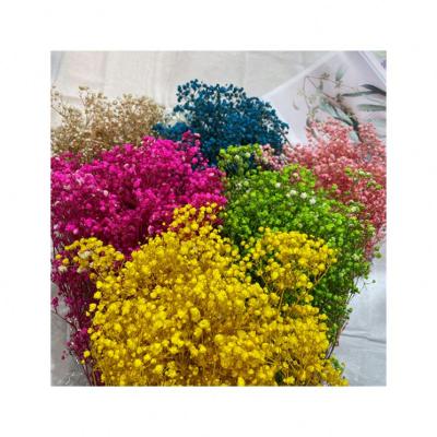 China Fashional Wholesale Cheap Dry Colorful Preserved Gypsophila Flower Baby's Breath for sale