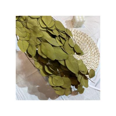 China Factory direct sale high quality preserved leaf for home flower arrangement and office decoration for sale