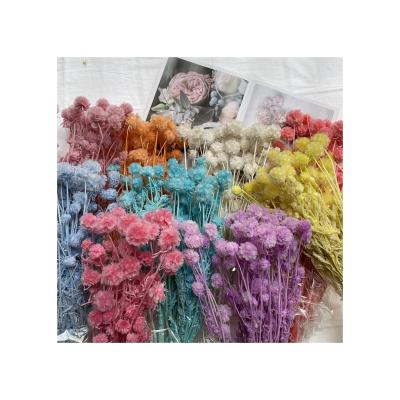 China Wholesale cheap home and indoor fashionable windmill fruit decoration gift dried preserved flowers for sale