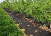 中国 地被植物/景色の農業の生地の雑草防除の生地の無毒で黒い緑 販売のため
