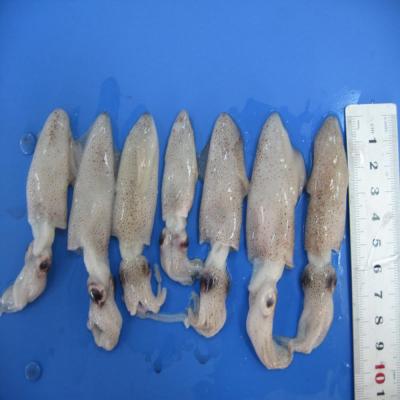 China Baby Nutritious Frozen Squid for sale