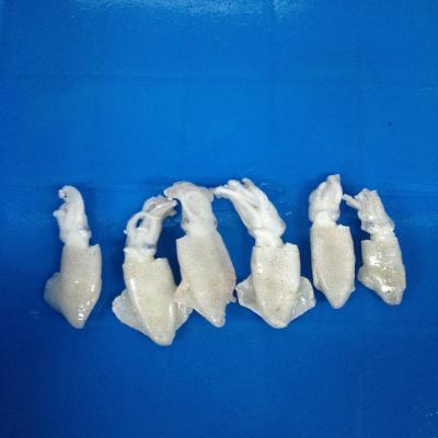 China Nutritious Frozen Baby Squid Bone for sale