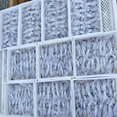 China BQF Nutritious Baby Squid for sale