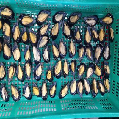 China FROZEN mussel meat with half shell for sale