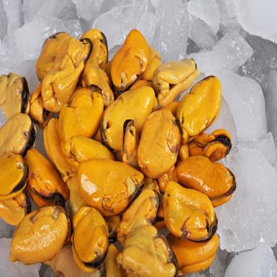 China Frozen Blue Mussel Cooked Meat from FROZEN Seafood for sale