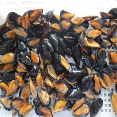 China FROZEN green mussels in shell for sale