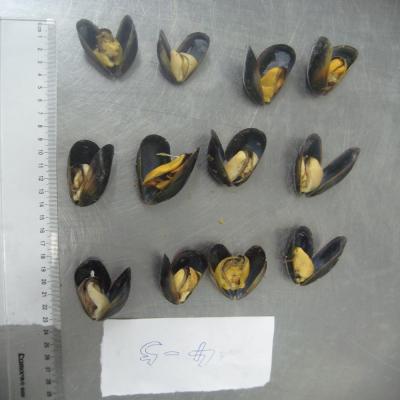 China JELLY aquaculture of long tail mussels for sale