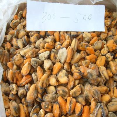 China New season FROZEN mussel meat for sale