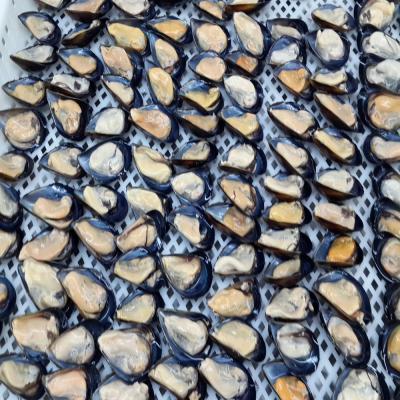 China Half FROZEN shell green mussels for sale