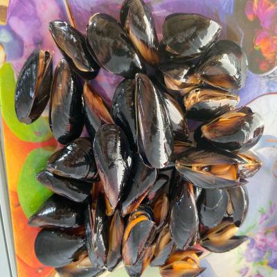 China Nz lipped green mussel capsules JELLY for sale