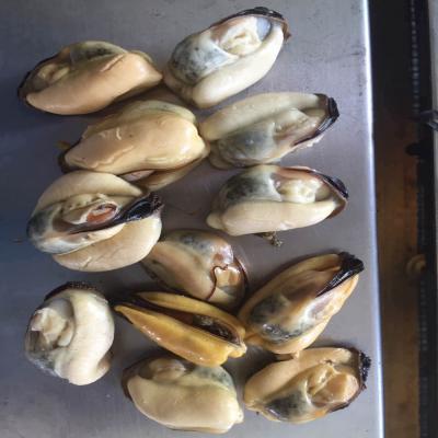 China FROZEN high quality frozen blue mussel for sale