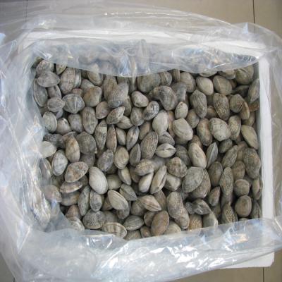 China Cooked Frozen Cooked Baby Clam in Shell Whole Cooked Clam for sale