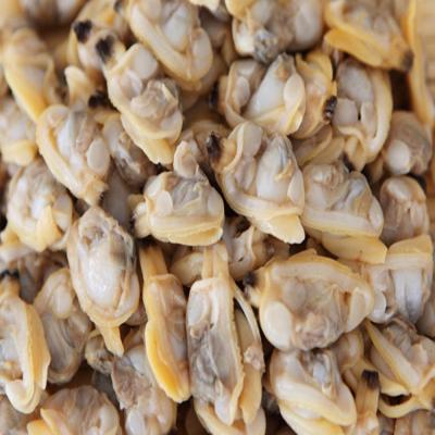 China Cooked frozen variegated clam 5kg/box vacuum packing precooked clam shell for sale