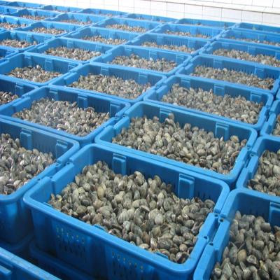 China Frozen cooked shortneck clam cooked in the shell with vacuum packing for sale