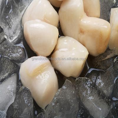 China FROZEN FROZEN Adductor of Scallops for sale