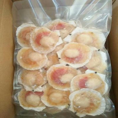 China FROZEN Scallop for sale