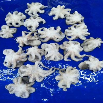 China Frozen octopus 20-40 40-60pcs/kg baby for sale