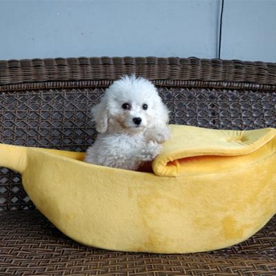 China New Banana 2022 Luxury Cat and Dog Pet House Cat Litter Sofa Viable Washable Fancy Pet Bed for sale