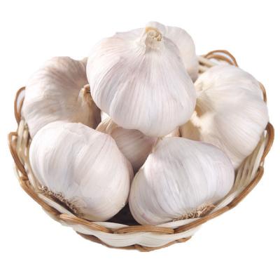 China Good Fresh Price Best Sell Today Wholesale New Normal Cultured Bulk Fresh White China Garlic for sale